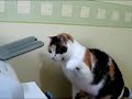 Chat contre Imprimante