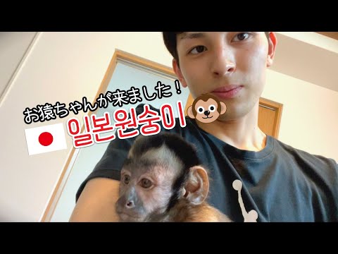 <strong>일본원숭이</strong>🐵랑 치와와🐶 동시에 돌보는 🇯🇵일본인 남편 ㅋㅋㅋㅋㅋㅋㅋ