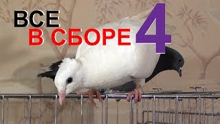 ВСЕ ЖИВОТНЫЕ В КОМНАТЕ 4 (голуби, ворона, вОроны, кошки и собаки) ВСЕ ЖИВОТНЫЕ В КОМНАТЕ 4 (голуби, ворона, вОроны, кошки и собаки)