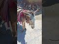 Village Desi working donkey | Please 🥺 subscribe |#subscribe #donkey #animals