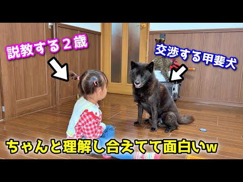 【ホッコリ】説教する２歳と、交渉する甲斐犬が面白すぎましたw