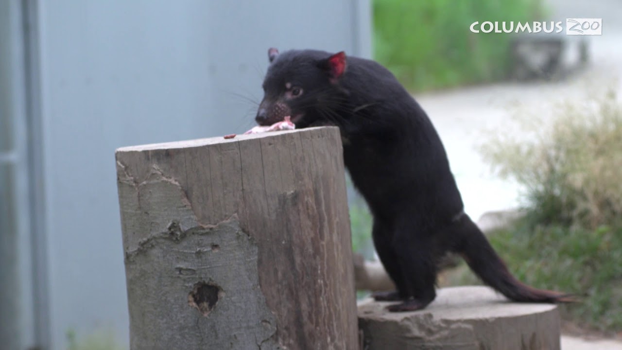 Tasmanian Devils at the Columbus Zoo - YouTube