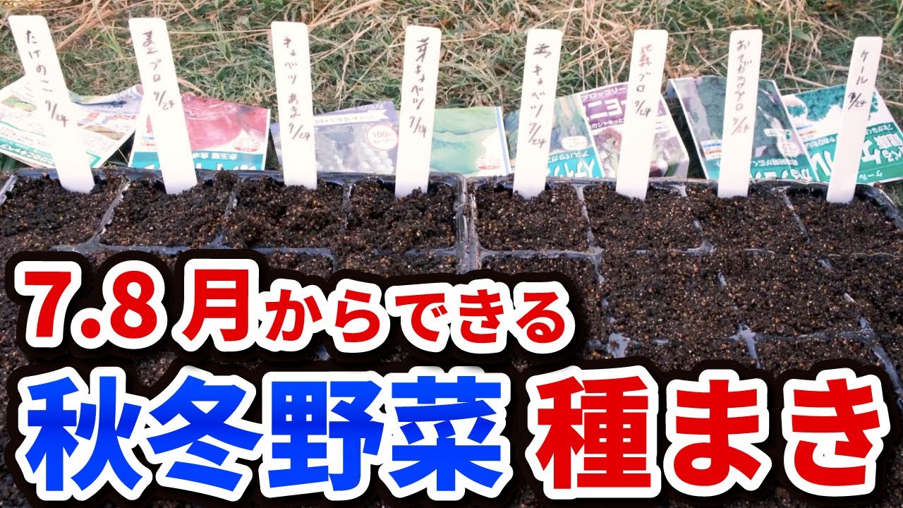【初心者もできる】7.8月からできる→秋冬野菜の種まき【10選】 - YouTube