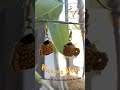 hermosas tacitas de café .. comenta si te gustaría el tutorial...