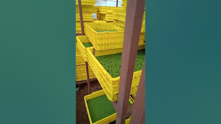 Azolla and duckweed farming