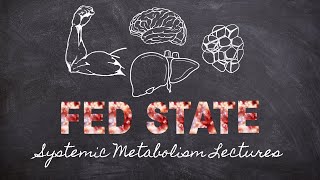 Fed State Metabolism | Systemic Metabolism Part 4 | Macronutrients Lecture 33