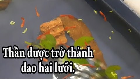 Khi bỏ lá bàng vào hồ cá bảy màu các bạn lưu ý để Nó không trở thành con dao hai lưỡi.