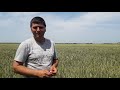 Позитивний досвід вирощування падалиці пшениці озимої