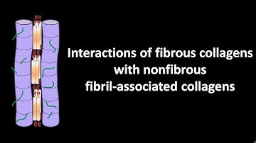 Interactions of fibrous collagens with nonfibrous fibril associated collagens