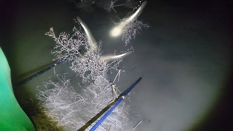 Nước cạn cá gom xuống vũng nóng lạnh cá lóc cá rô phi | kích cá miền tây 