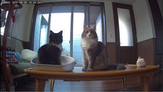寂しがりやな猫、ルンバとじゃれあう猫 ノルウェージャンフォレストキャット A lonely cat, a cat that plays with rumba