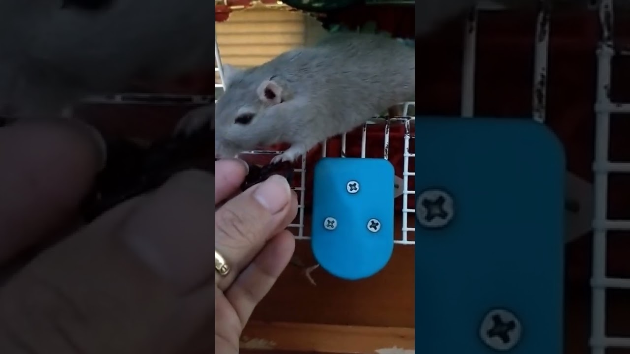 Floysito eating a piece of cherry ,he love it!!! ,