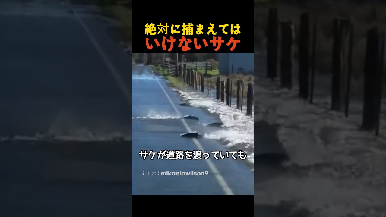 絶対に捕まえてはいけないサケ