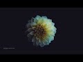Diedlonely Ihatemyjob Blossom