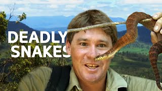 Steve Irwin Finds The Ten Deadliest Snakes In The World | Wildlife Documentary