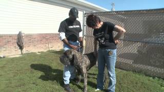 Found Lorain Dog Package
