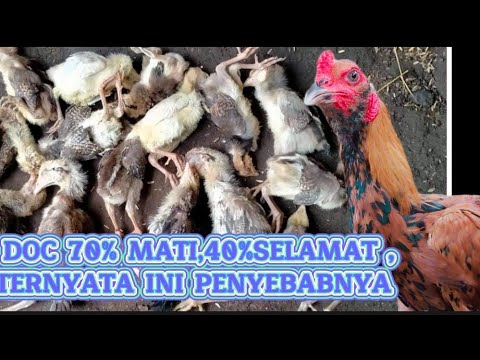 Video: Bolehkah anak ayam mati selepas pip?