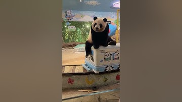 How Are Pandas Not Extinct 😭