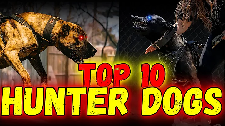 TOP 10 HUNTING DOG BREEDS | Top 5ology