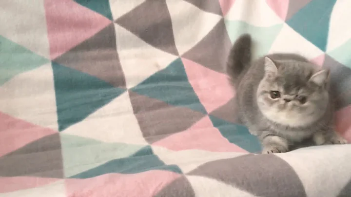 Video 751881: tabby exotic shorthair, exotic shorthair blue, exotic shorthair baby, quality exotic