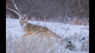 30 Coyotes Down With The 22250 Suppressed.  (EPIC 4K KILL FOOTAGE)