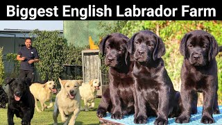 English Labrador देखकर तबीयत खुश हो जाएगी | English Labrador Retriever | Sandhu Agrofarm