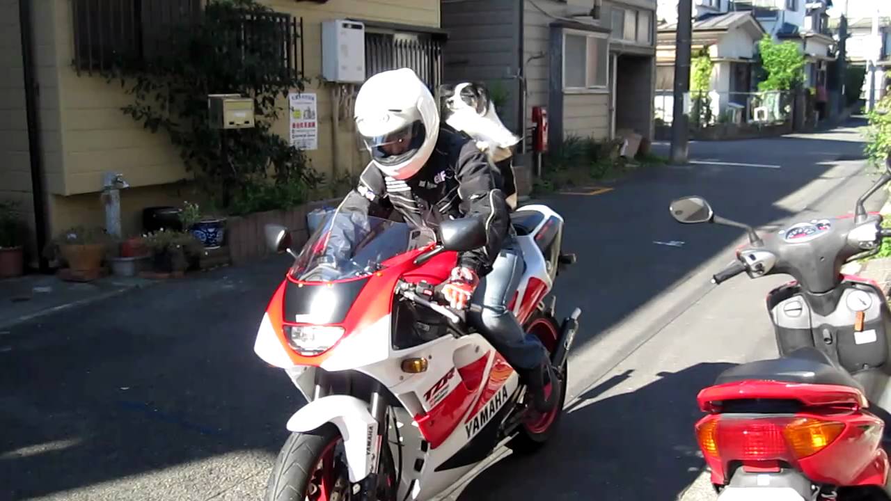 バイクで疾走する犬2 The Dog Papillon Riding A Motorcycle Yamaha Tzr250rs Youtube