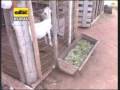 Instalaciones rústicas para cría de cabras