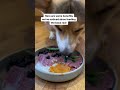 My corgis farts went away after feeding him a raw diet