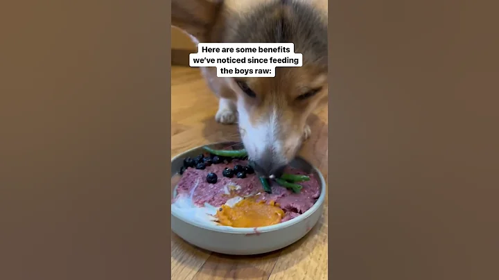 My Corgi’s Farts Went Away After Feeding Him a Raw Diet - DayDayNews