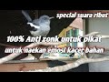 suara pikat kacer ribut 100% anti zonk