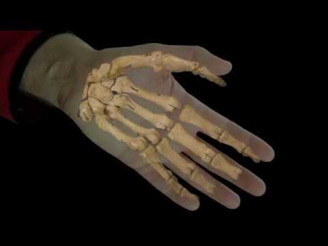 Video: Reverse Evolution? Människans Skelett återvänder Till Benet, Som Ansågs Vara Långt Utrotat - Alternativ Vy