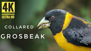 COLLARED  GROSBEAK (4K )// Birds song, food , habitat and behavior // screenshot 4