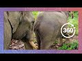 Asian elephants  wildlife in 360 vr