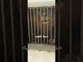 الأسد في داخل الحديقه الحيوانات قلقيليه