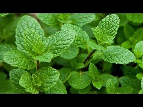 Video: Coltivazione di contenitori di menta: consigli su come prendersi cura della menta in vaso