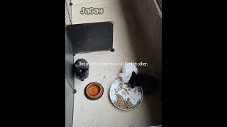 half life (0.8.6) (no effort) #halflife #halflife1