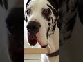 **Blender Noise = Dog Chaos (Chihuahua vs. Great Dane)**#BlenderNoise #DogReactions #Chihuahua