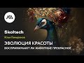 Илья Гомыранов, «Эволюция красоты. Воспринимают ли животные прекрасное»