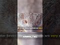 Amazing Mammals: Habitats, Behaviors, and Intelligence #shorts