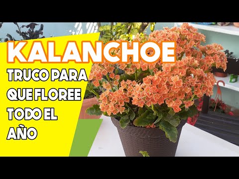 Video: ¿Cuándo florece Kalanchoe? Consejos para hacer que Kalanchoe vuelva a florecer