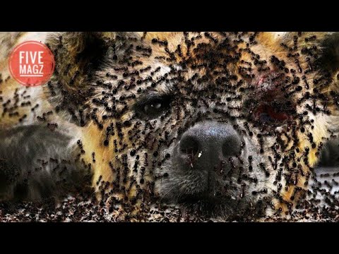 مورچه های آدم خوار شکارچیان مخوف و بی رحم  