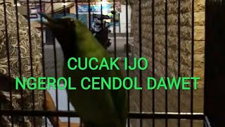 Top Hits - Cucak Ijo Ngerol Cendol Dawet Masteran