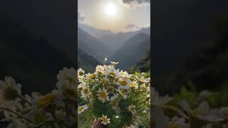 Pır Xweşe Pır Xweşe