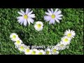 Photosynthesis Song to the tune of "Stitches"