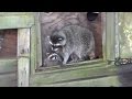 Cute Baby Raccoons in Trouble, Mother to the Rescue