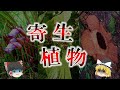 【パラサイト】宿主から命を奪い取る寄生植物4選【ゆっくり解説】