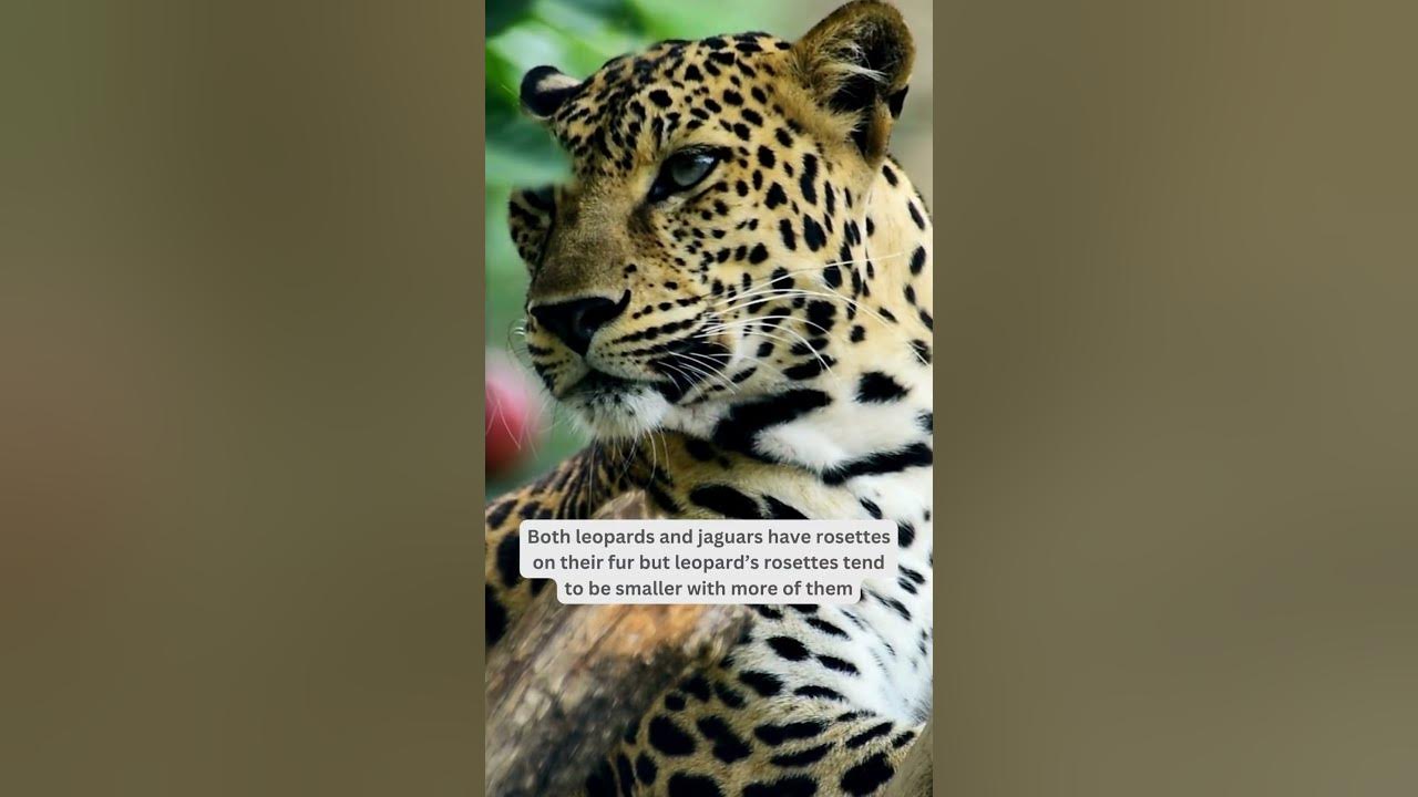 leopards and jaguars rosettes #shorts #animals #strongest - YouTube