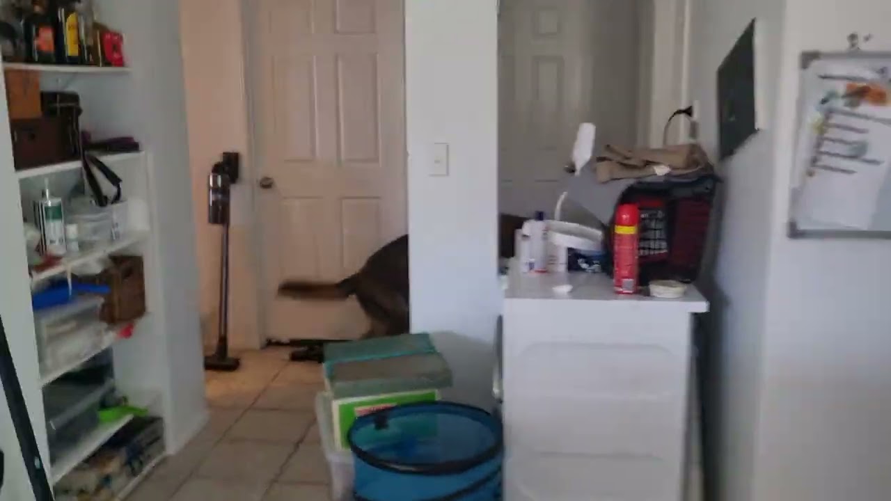 Big Griffo....  the rat ripper