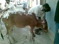 Arail cow of mama